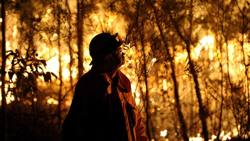 side view of firefighter man standing amongst thin trees with gold flames in background