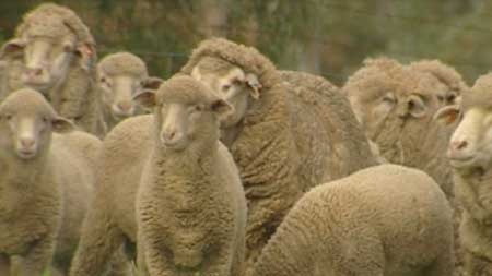 Sheep in paddock