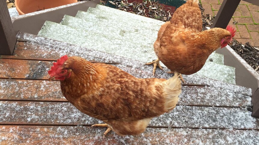 Chooks inspect the snow at Chapman this morning.