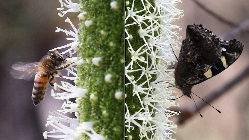A split image of a bee and a butterfly close up on a green plant with white flowers.