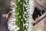 A split image of a bee and a butterfly close up on a green plant with white flowers.