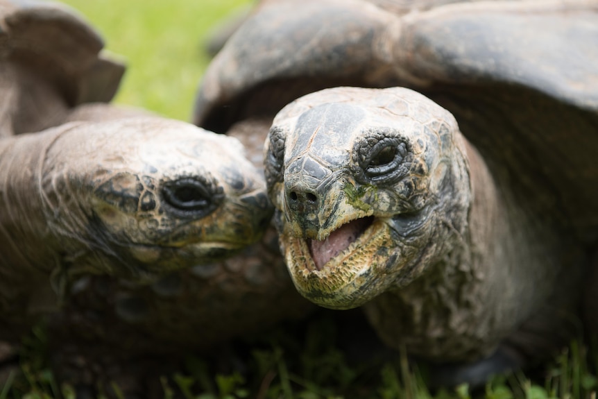 A close-up of two tortoise heads touching each other