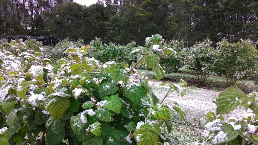 Snow settles in Tasmania five days out from summer