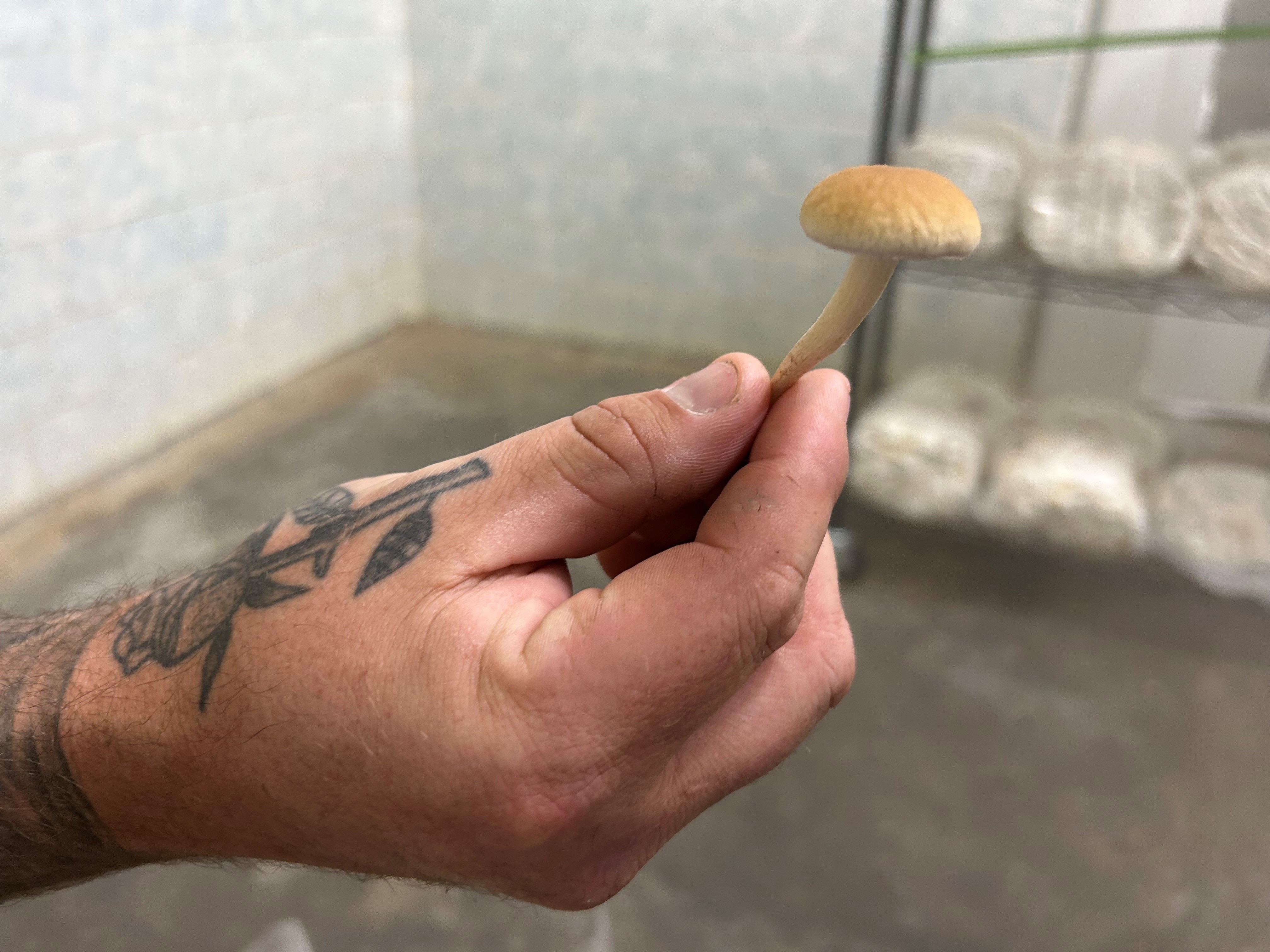 A hand holding a small mushroom inside a cool room 