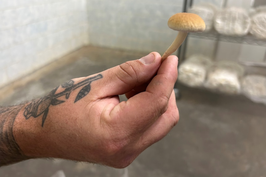 A hand holding a small mushroom inside a cool room 