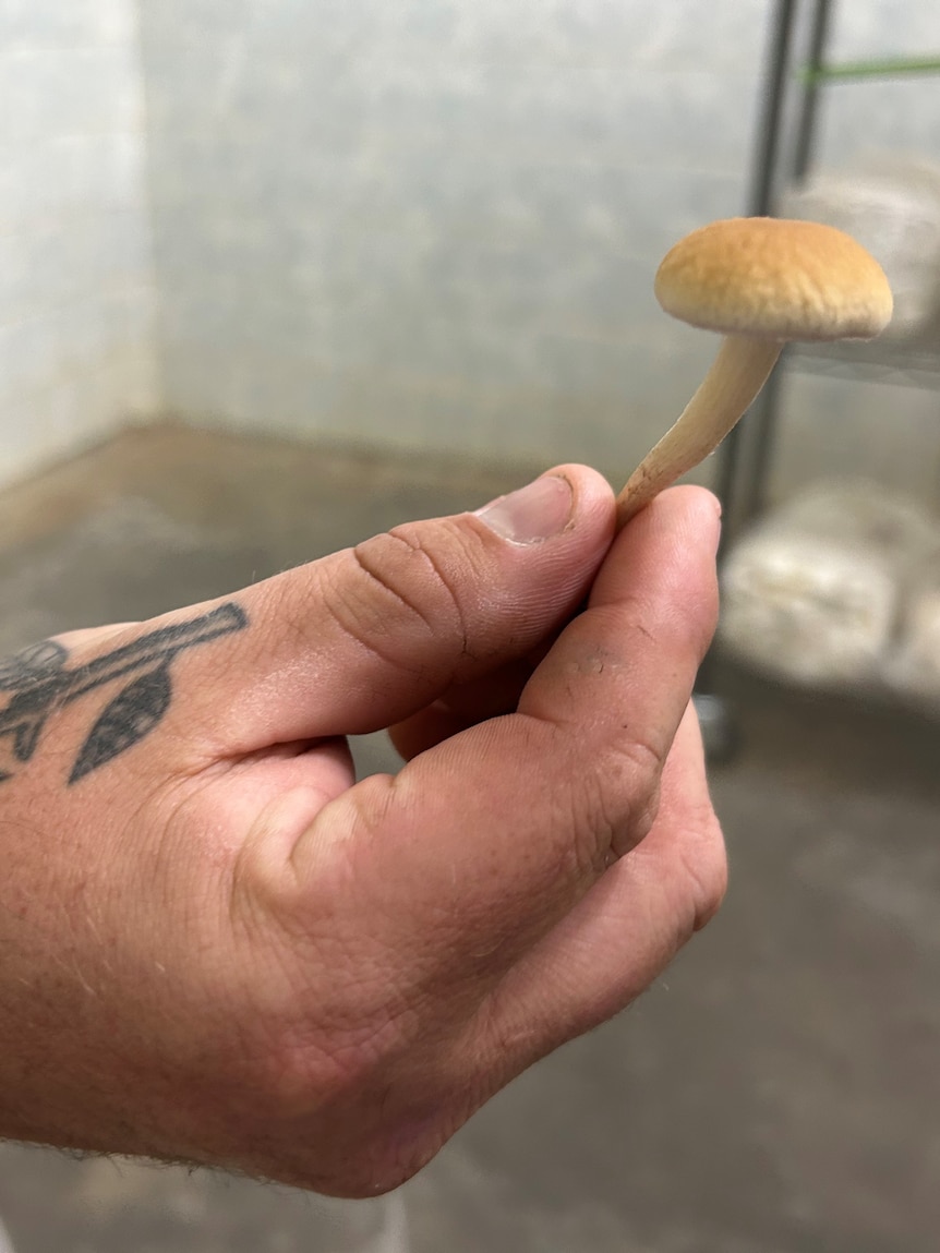 Fancy fungi business takes off for tradie still learning the secrets of edible mushrooms thumbnail