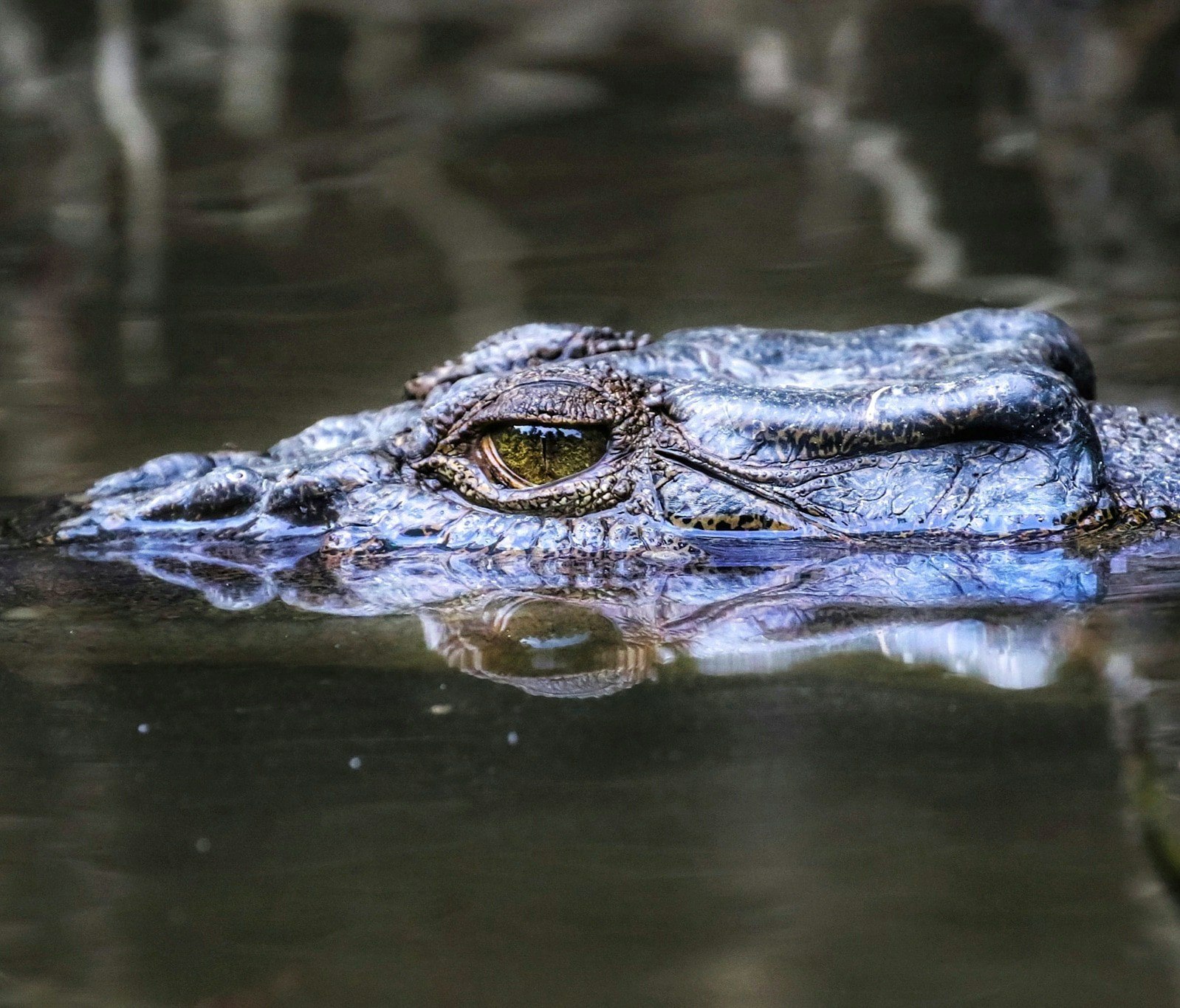 The eye and head of a crocodile swimming in water