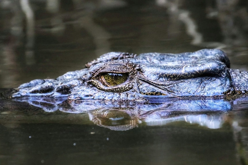The eye and head of a crocodile swimming in water.