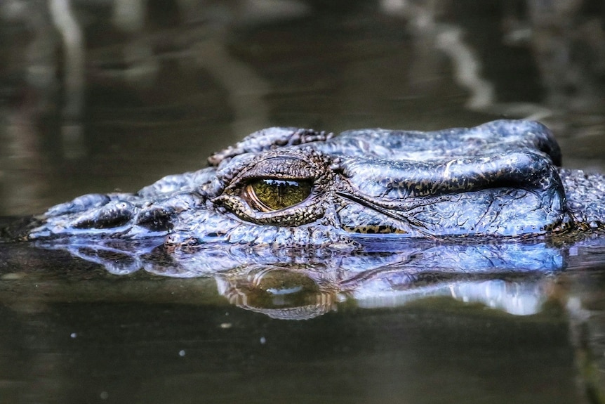 The eye and head of a crocodile swimming in water