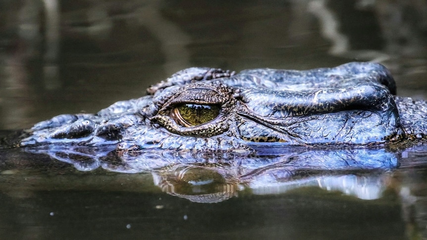 The eye and head of a crocodile swimming in water