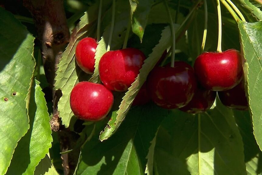 Cherries hanging from a tree