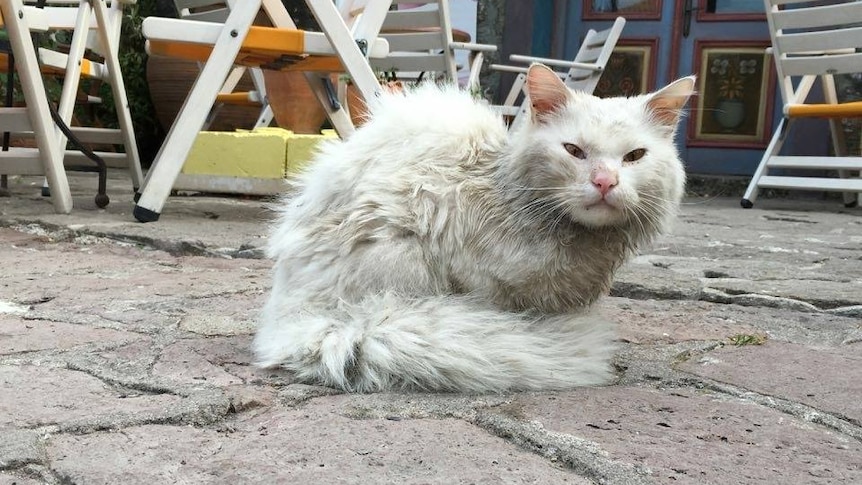 Kunkush with grey and matted fur.