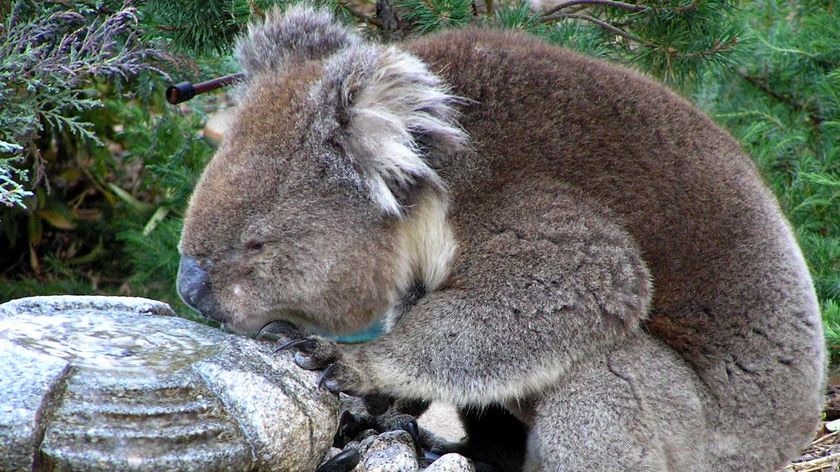 A koala enjoys a sip of water