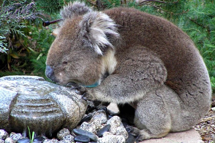 A koala sips from a water fountain.