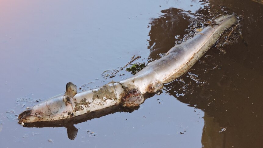 A dead eel washed up from the Richmond River.