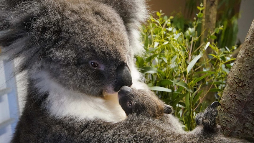 A baby koala in the arms of its mother