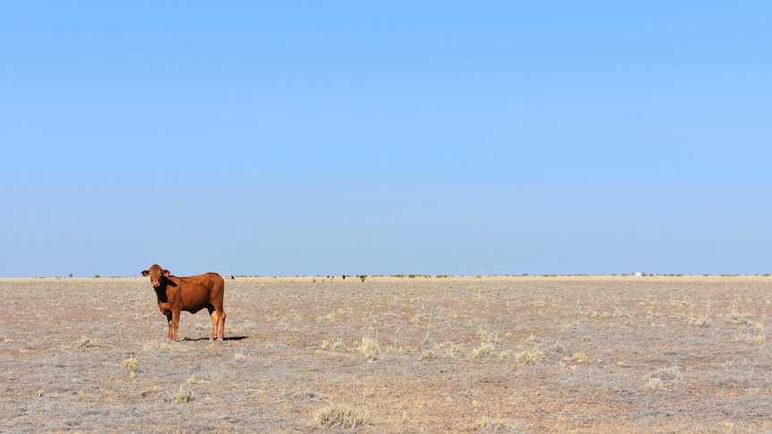 Some cattle stations in the NT's Barkly region are experiencing their driest season since 1978.