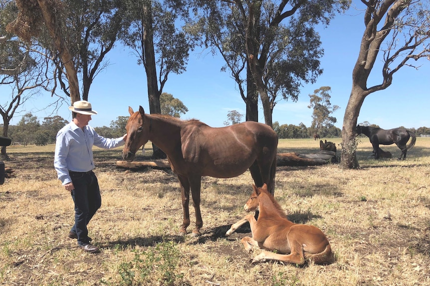 A breeder with horse and foal.