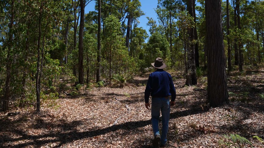 A man taking a walk through the southern forests.