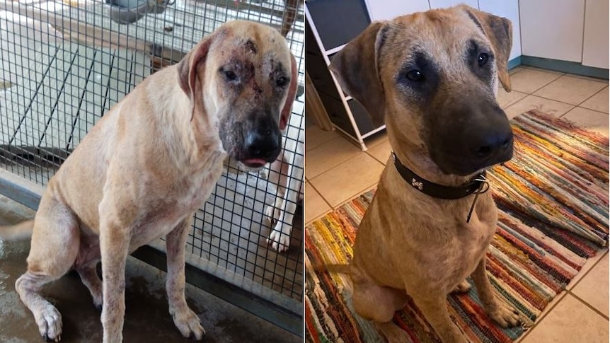Before and after picture of Zelda the dog which is believed to have been abused but has now made a full recovery.