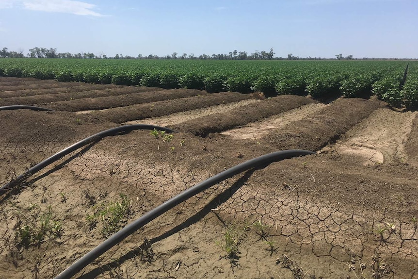 Dry earth and irrigation pipes watering cotton crops at Inglewood Forest in Moree, New South Wales.