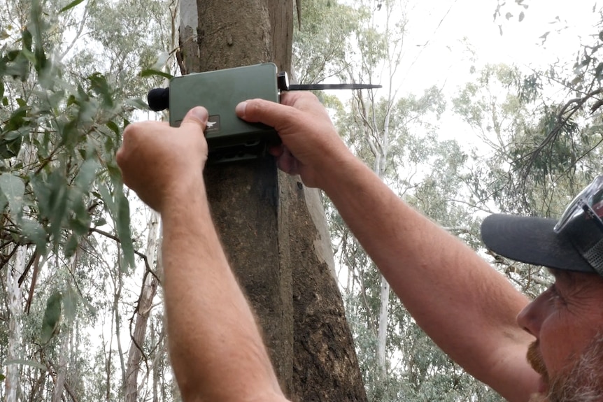 A small green box with a microphone is held by a man up against a tree