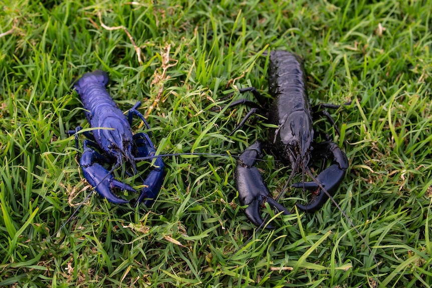 A blue and a black marron on grass.