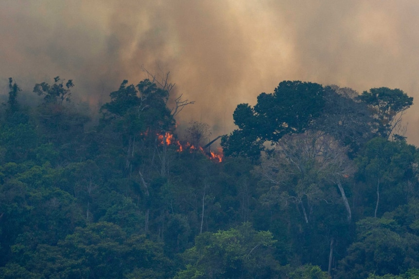 Flames burning through canopy of Amazon rainforest, with sky above is thick with smoke.