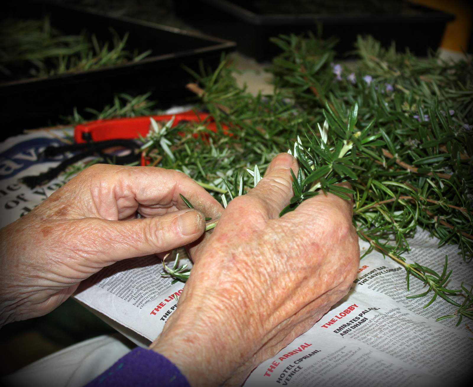 Sprigging rosemary for remembrance on Anzac Day ABC News