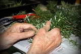 A woman's hands preparing rosemary sprigs for Anzac Day.