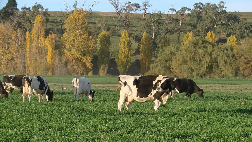 Cows in paddock