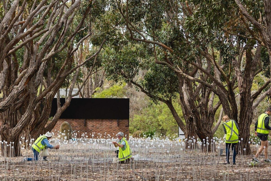Volunteers in high viz plant solar-powered stems among the trees at Mount Clarence in Albany.