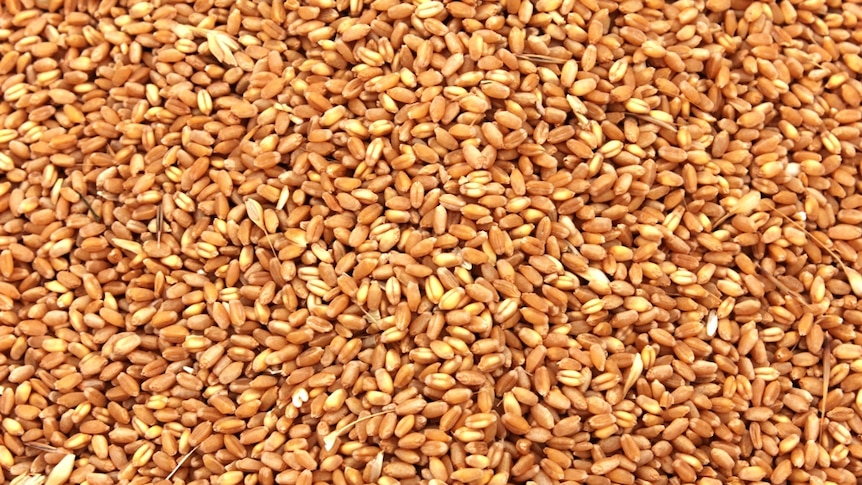 Golden grains of wheat