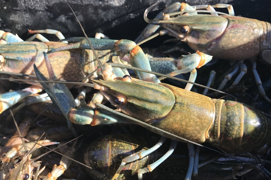 A close up of lots of redclaw crayfish.