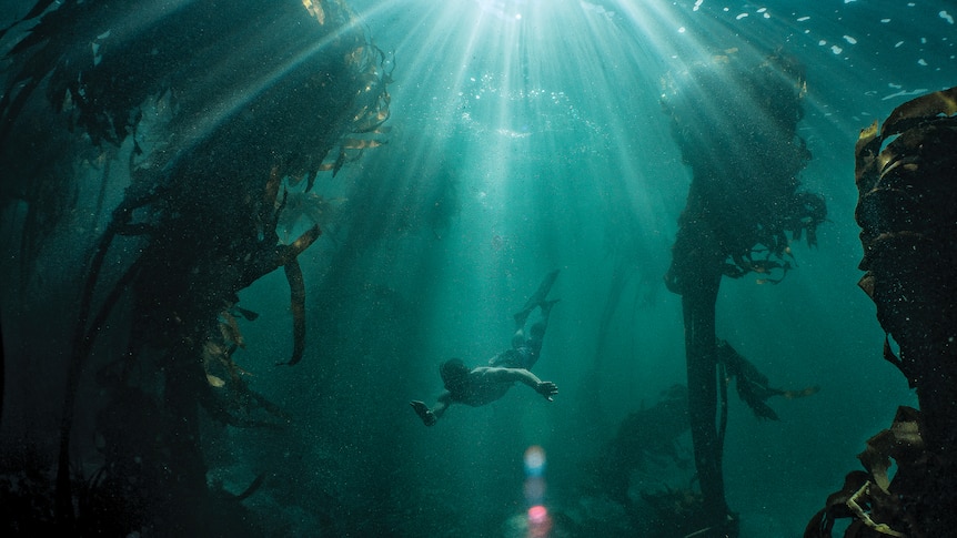 A deep underwater image of silouetted man diving through clear, green water and kelp.