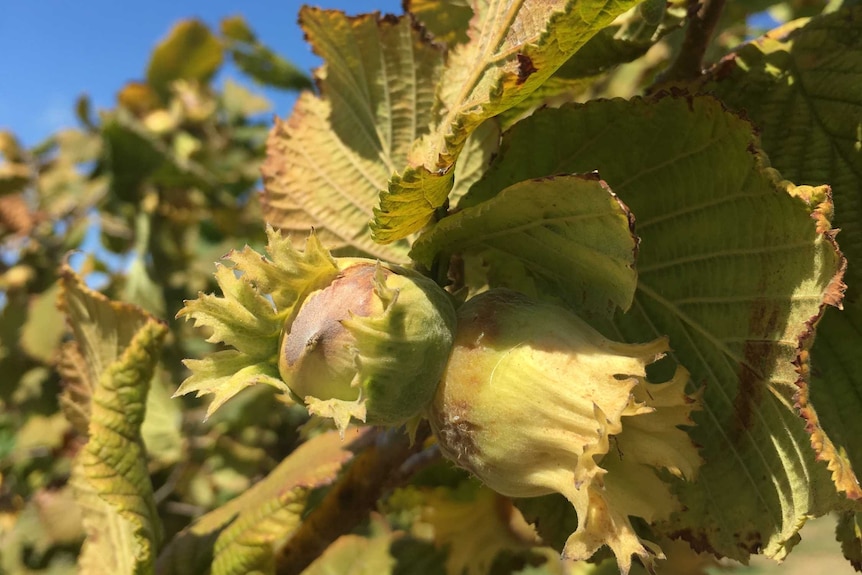 hazelnuts hang from a tree