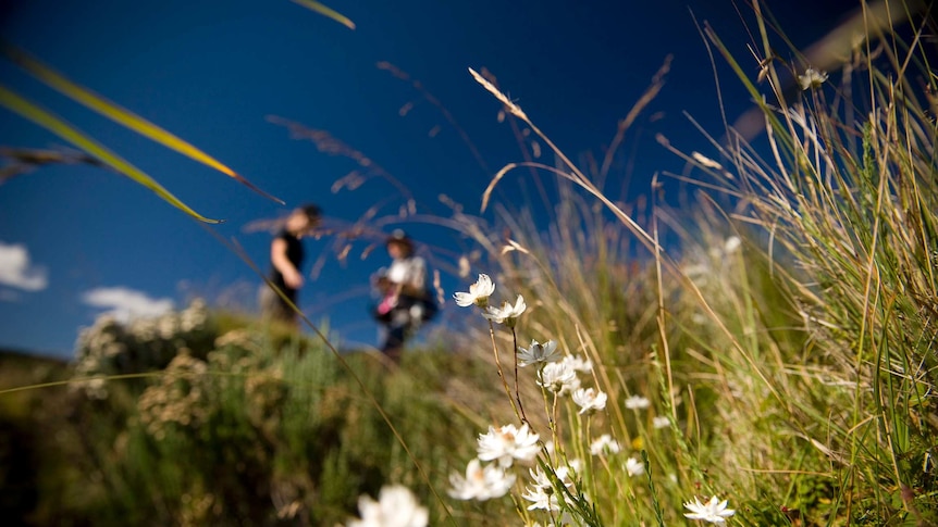 Native flower in Tasmania's central highlands