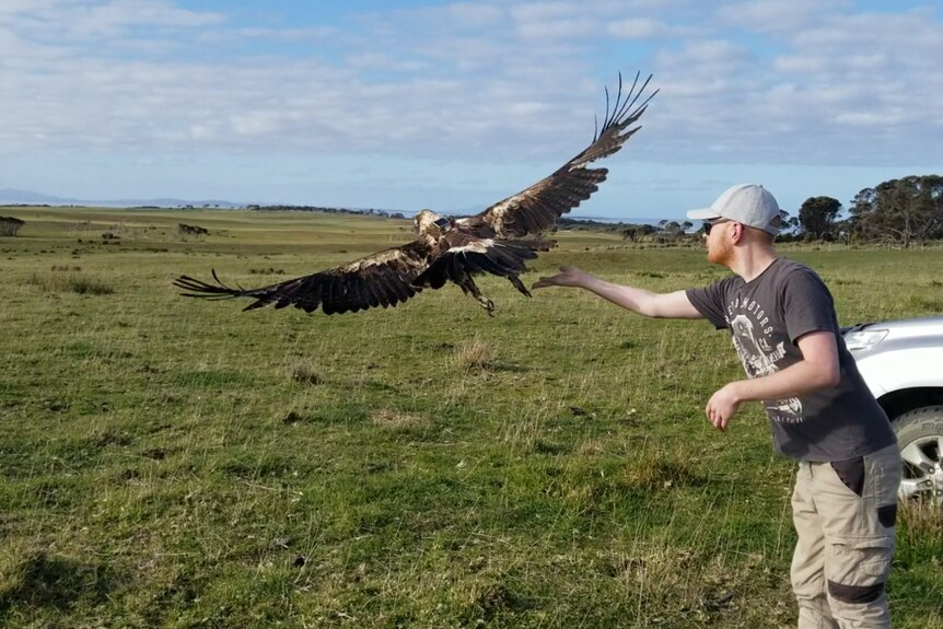 Researchers release a wedge-tailed eagle.