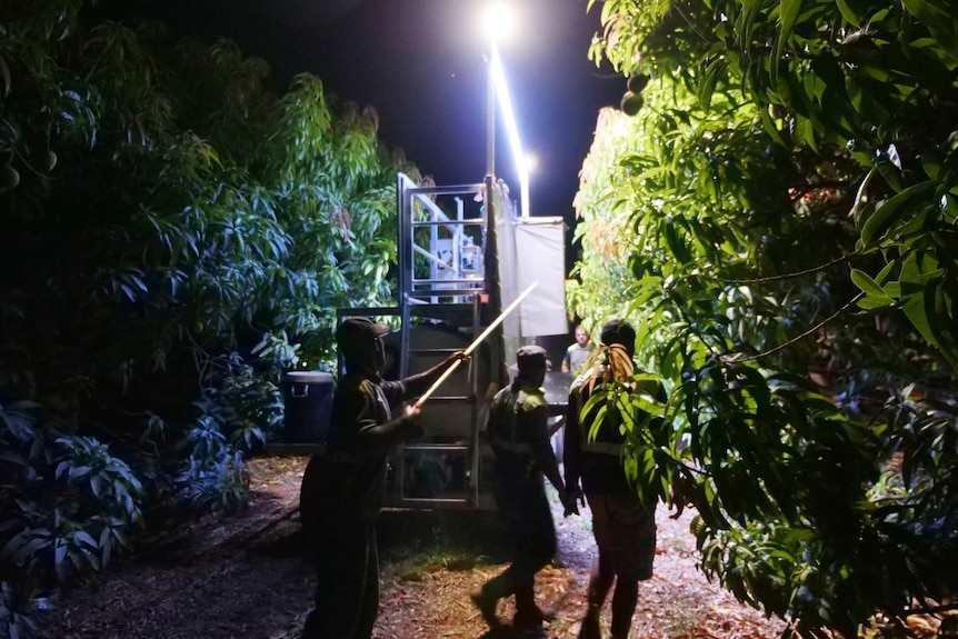 Pickers are picking mangoes on an NT orchard at night time with a big light above them