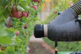 A close-up of the arm of a robotic apple picker, next to fruit on a tree.