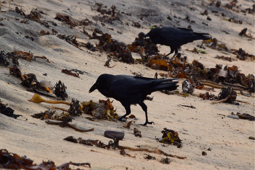 Two Australian ravens on a beach