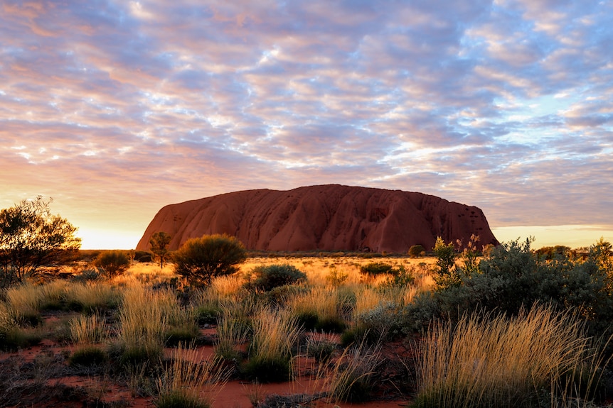 Uluru under yellow bluish early morning skies with sunrise streaking across surrounding national park scrub and plants