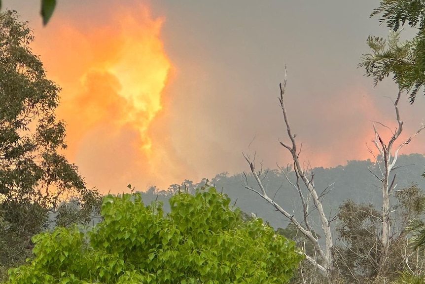 A fire looms over trees