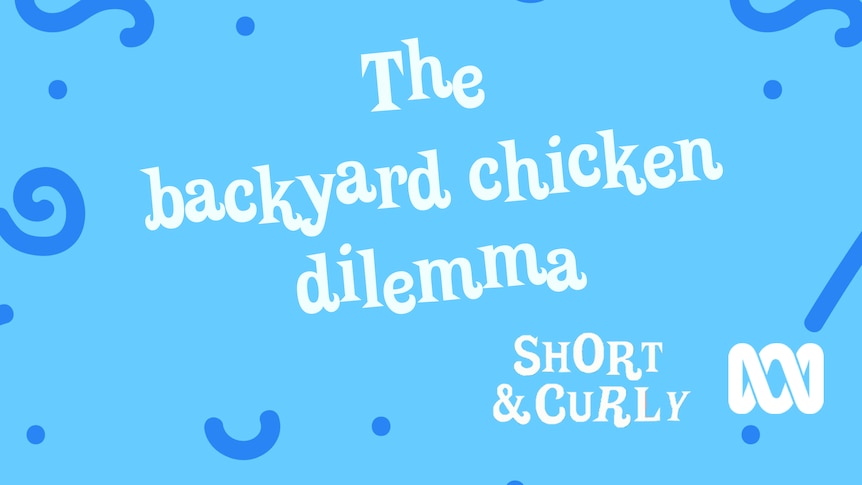 3. The backyard chicken dilemma on a blue background