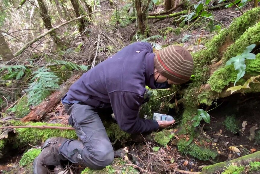 A photo of a scientist crouching down in a forest with a radio receiver.