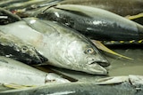 A number of tuna fish sit on a table.