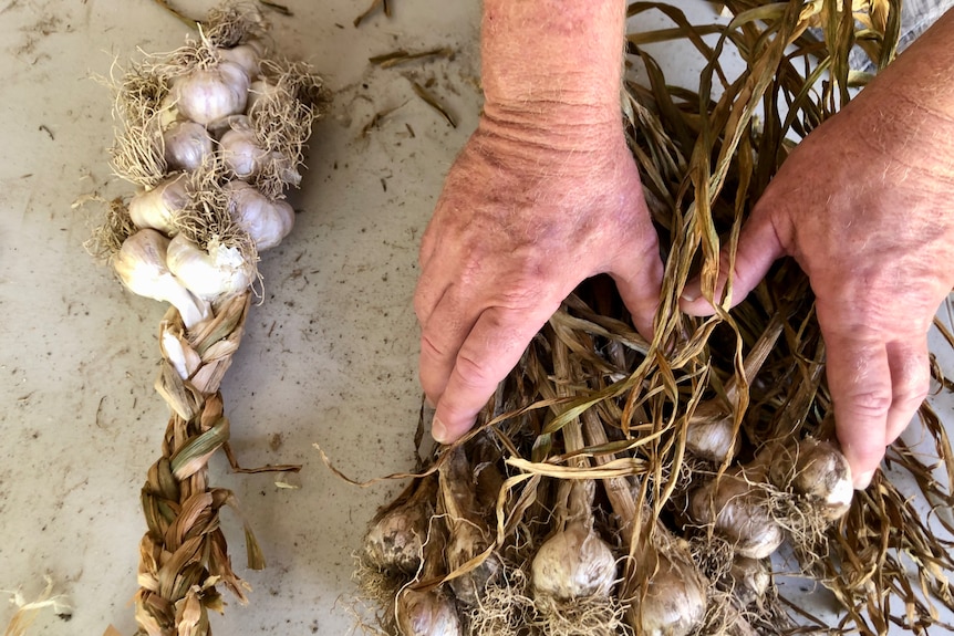 A braided garlic next to hands touching unbraided garlic.