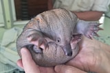 A baby echidna being held in the hands of a white person. 