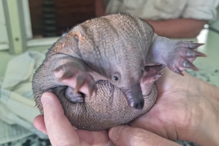 A baby echidna being held in the hands of a white person. 