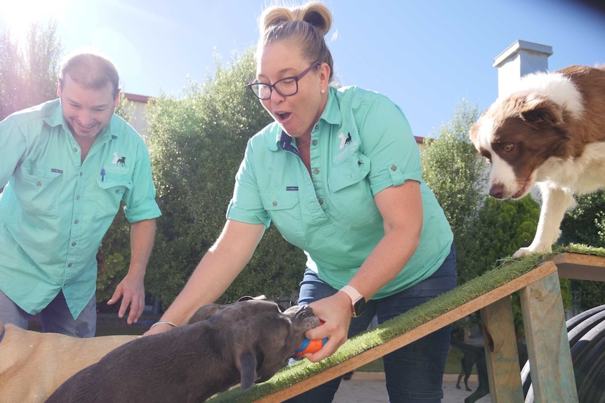 A woman and a man play ball with dogs on an obstacle course